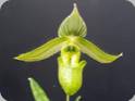 Paph. wardii alba- mit Blte/Knospe